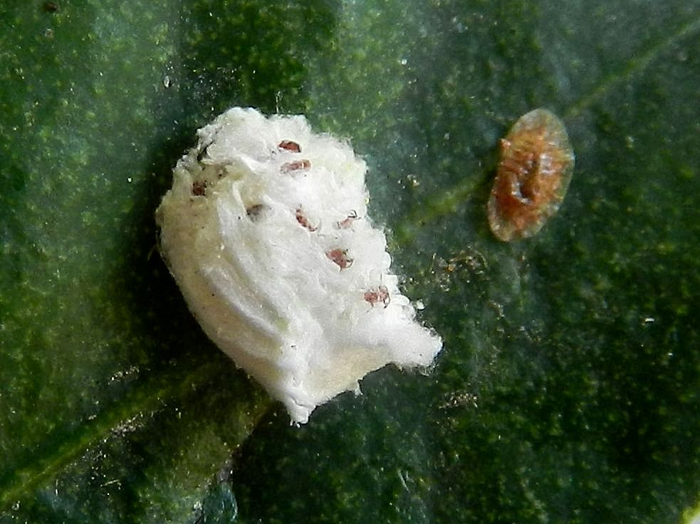 Icerya purchasi ( Margarodidae)